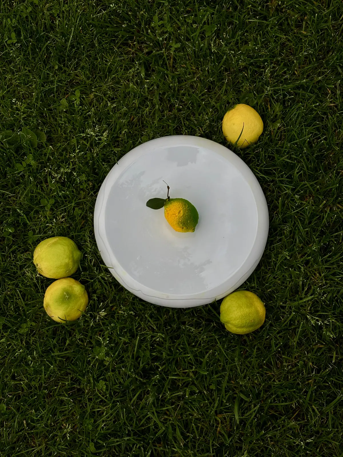 Limoni del Garda disposti sul prato attorno a un piatto bianco